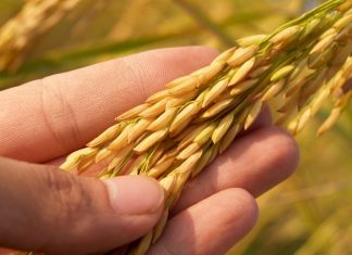 Making The Most Of Every Opportunity – Story about Five Grains of Rice Five Grains of Rice