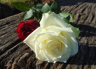 Roses for you my love Roses for you my love