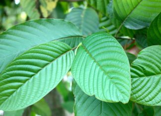 What are the Benefits of Kratom? Kratom Benefits