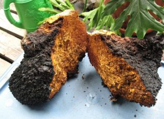 Need an Immunity Boost? Try Chaga Mushrooms chaga mushrooms