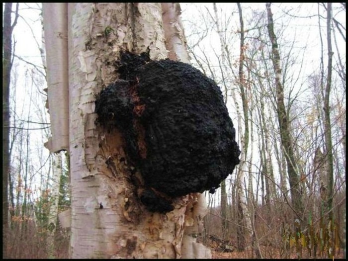 chaga mushroom on tree