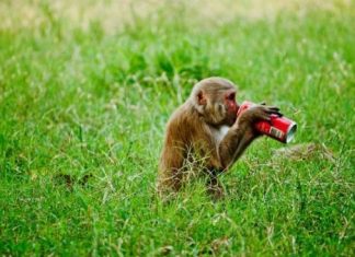 Earth Law and Consumerism consumerism