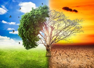 Trees travelling west: How climate is changing our forests forest tress