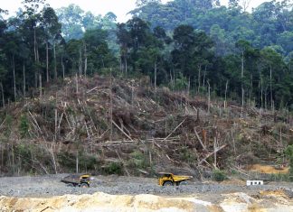 Save Nature, Save Lives deforestation in borneo