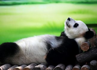 How to Overcome Laziness