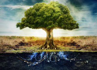 Got An Overheating Planet? Plant 1 Trillion Trees. Problem Solved