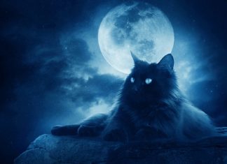 Are Animals Capable of Astral Projection?