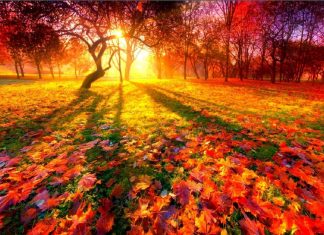 4 Ayurvedic Self-Care Tips for Fall