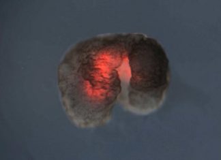 Meet the xenobot: world’s first living, self-healing robots created from frog stem cells