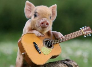 You’re Not So Different From an Octopus: Rethinking Our Relationship to Animals