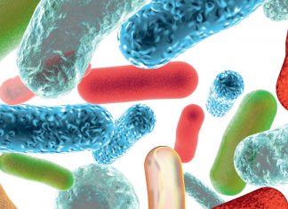 How Probiotics Can Be Good for Your Brain