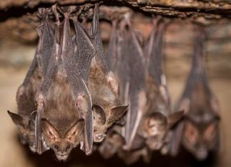 Bats can use ‘vocal learning’ to change their tune
