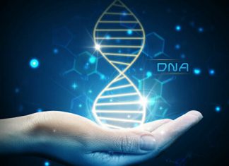 DNA may not be life’s instruction book—just a jumbled list of ingredients