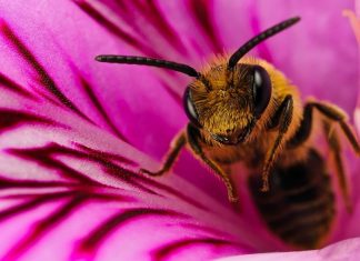 Cell Phone-Induced Bodily Harm: How The Bees Can Help