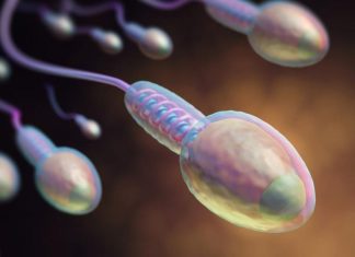 We Thought We Knew How Sperm Swam, But It Was Just an Optical Illusion