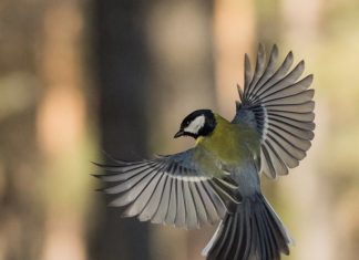 Birds Are Linked to Happiness Levels