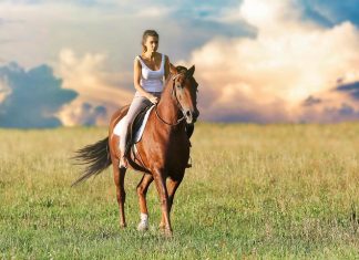 Animals as Therapists?