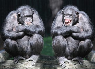 How Scientists Used Ultrasound to Read Monkeys’ Minds