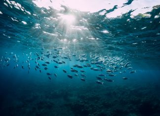 How Switching to a Pescatarian Diet Benefits the Planet