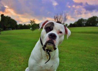 Common Health Issues in American Bulldog american bulldog
