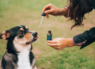 CBD Oil For Dogs And Cats