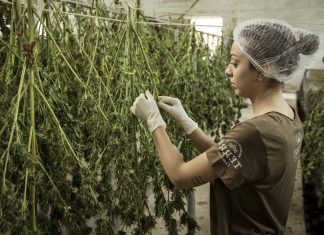 What Is The Future Of The CBD Industry In The Coming Years? garden