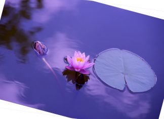 How To Improve Your Spiritual Experience In This Lifetime? lotus meditation