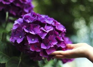 Do Plants Have Consciousness? Evidence Suggests That They Can Think And Feel