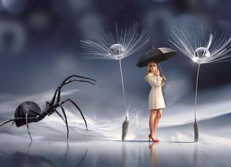 Entomologist Explains Why You Should Let Spiders Live