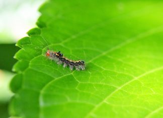 Does the Product You Use for Pest Control Harm the Environment? Consider These 5 Eco-friendly Methods pest-control