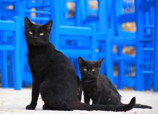 Are Black Cats Really Bad Luck? What They Actually Mean + What To Do When You See Them