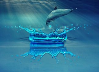 How do Dolphins Communicate