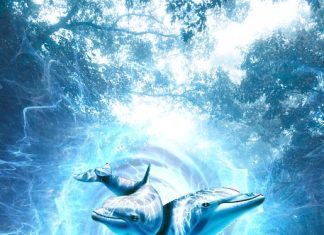 How do Dolphins Sleep