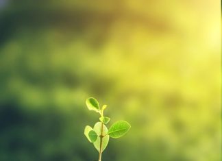 How to Make Fertilizer