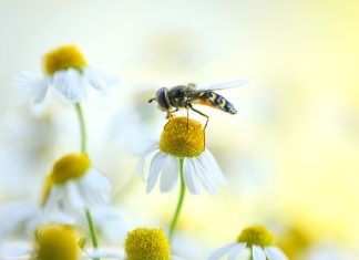 Health Benefits of Chamomile Tea