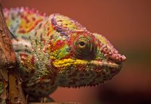 Why Can a Chameleon Change Its Color? A Story from Hindu Tradition