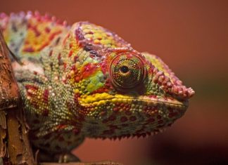 Why Can a Chameleon Change Its Color? A Story from Hindu Tradition