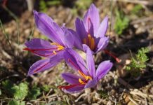 Culinary Herbal Aphrodisiacs That Have Been Keeping Sex Great