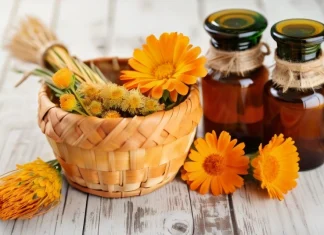 Health Benefits of Calendula Fresh golden calendula blossoms and herbal extract bottle on wooden table